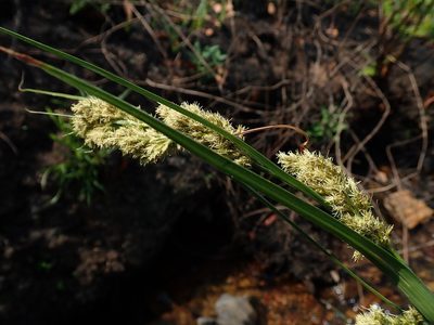 Carex schweickerdtii, photographed by Jimmy Whatmore