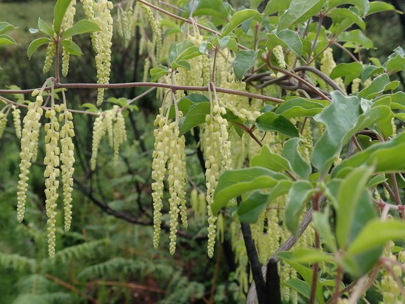 Dioscorea retusa, photographed by Jimmy Whatmore