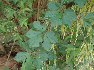Dioscorea retusa, photographed by Jimmy Whatmore