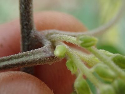 Dioscorea retusa, photographed by Jimmy Whatmore