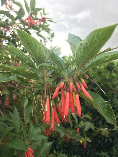 Iochroma fuchsioides, photographed by margaritarestrepou