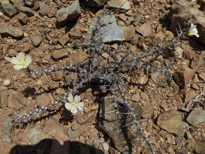 Sarcocaulon camdeboense, photographed by Hlengiwe Mtshali