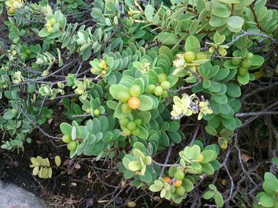 Wikstroemia uva-ursi, photographed by Kyle Van Houtan