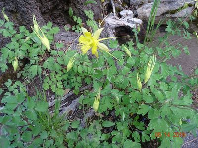 Aquilegia longissima