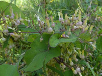 Riocreuxia torulosa, photographed by Hlengiwe Mtshali