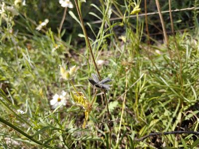 Astragalus wrightii, photographed by Cleveland Powell