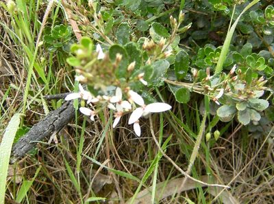 Olearia myrsinoides, photographed by Kim Tarpey