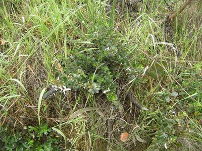 Olearia myrsinoides, photographed by Kim Tarpey