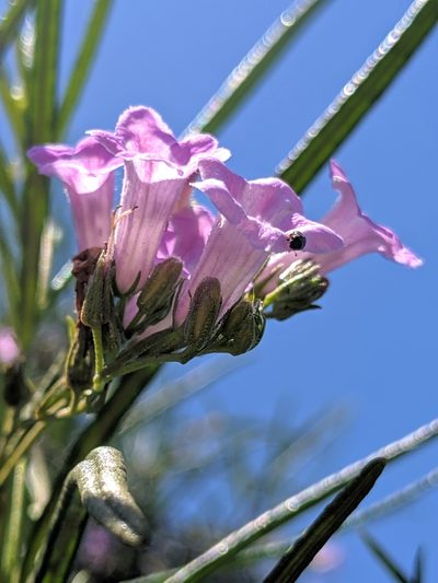 Eriodictyon altissimum, photographed by Alex Heyman