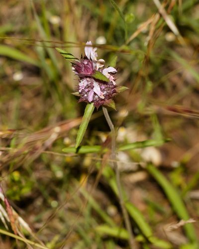 Monarda clinopodioides, photographed by Meghan Cassidy