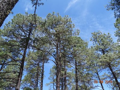Pinus arizonica, photographed by Ignacio March Mifsut