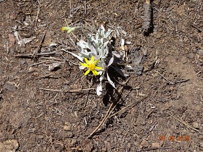 Packera candidissima, photographed by Ignacio March Mifsut