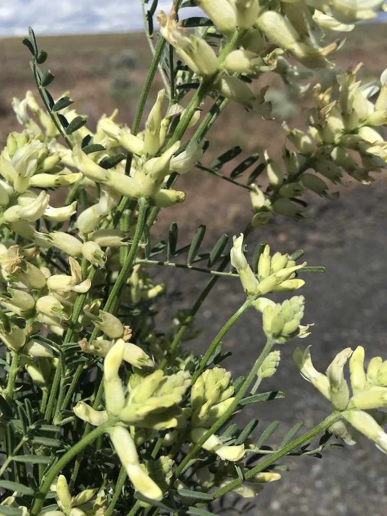 Astragalus tweedyi, photographed by Michael O'Loughlin