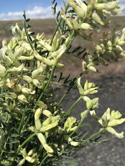 Astragalus tweedyi, photographed by Michael O'Loughlin