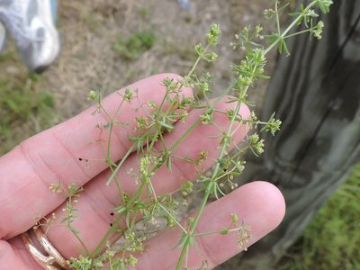 Galium divaricatum, photographed by Sam Kieschnick