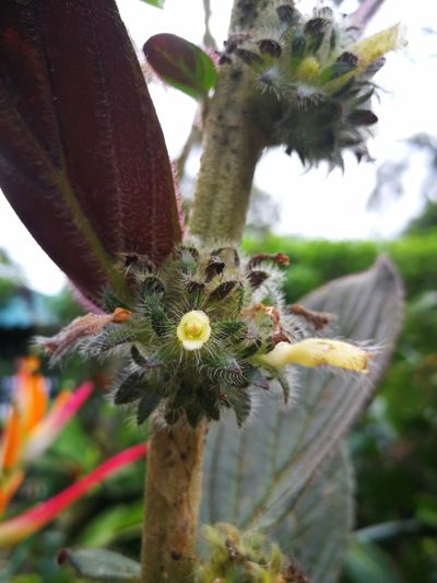 Columnea spathulata, photographed by sandy-espinozaf