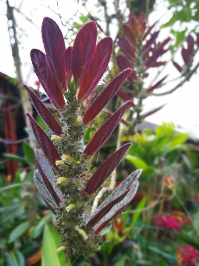 Columnea spathulata, photographed by sandy-espinozaf
