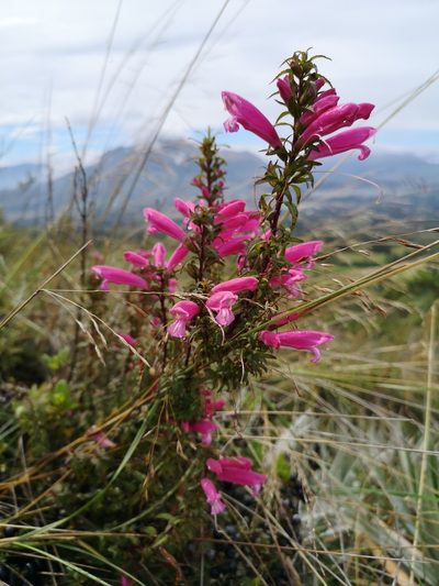 Lamourouxia virgata, photographed by Santiago Ron