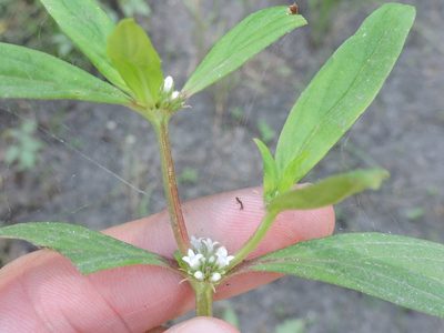 Spermacoce glabra, photographed by Sam Kieschnick