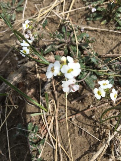 Braya humilis, photographed by Caleb Catto