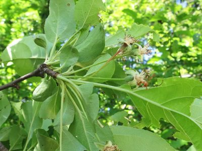 Malus mandshurica, photographed by Repina Tatyana