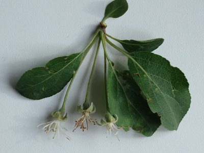 Malus mandshurica, photographed by Repina Tatyana