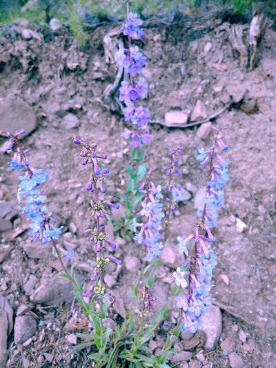 Penstemon osterhoutii, photographed by Mighty Epiphyte