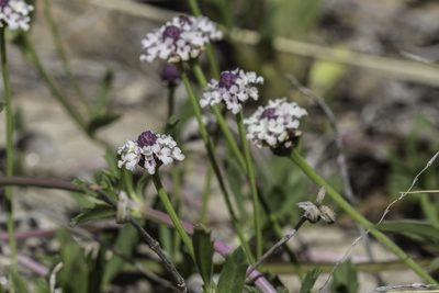 Phyla cuneifolia, photographed by Craig Martin