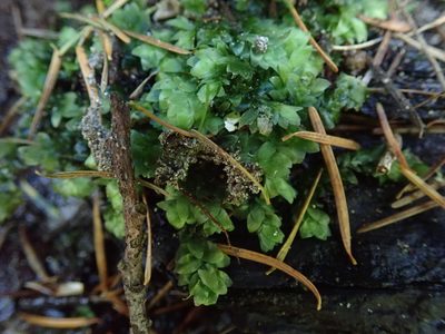 Hookeria acutifolia, photographed by Randal