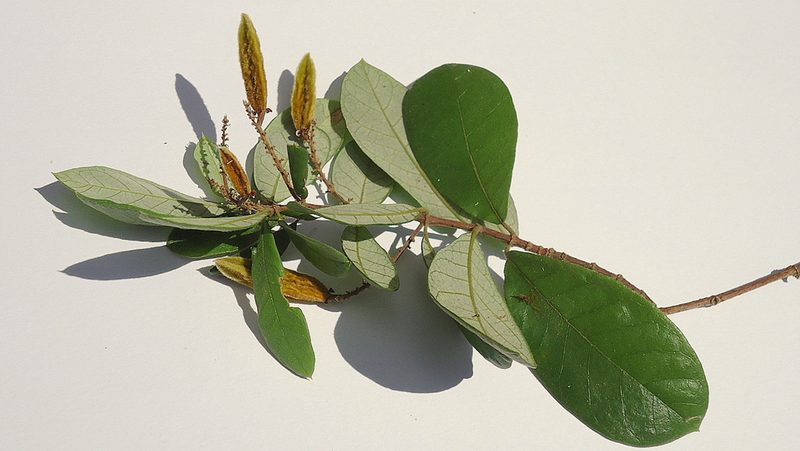 Trigonia nivea, photographed by russiannaturalistbrazil