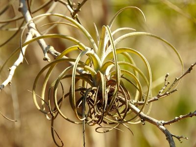 Tillandsia exserta, photographed by Francisco Farriols Sarabia