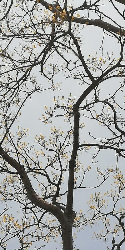 Conzattia multiflora, photographed by Víctor Galván Noriega