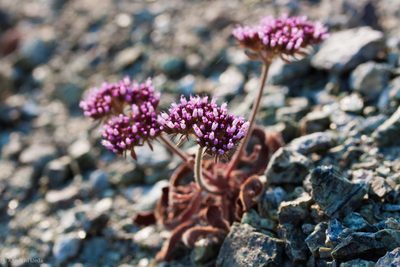 Chorizanthe palmeri, photographed by Ken-ichi Ueda