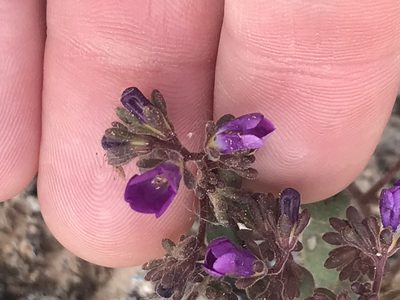 Phacelia pulchella, photographed by Stephanie Taylor