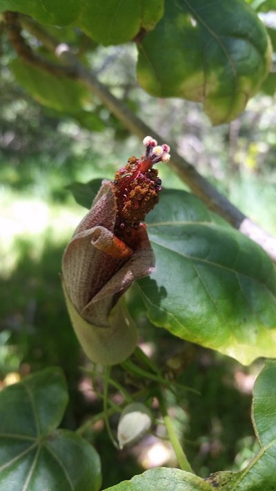 Hibiscadelphus giffardianus, photographed by cwarneke