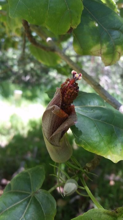 Hibiscadelphus giffardianus, photographed by cwarneke