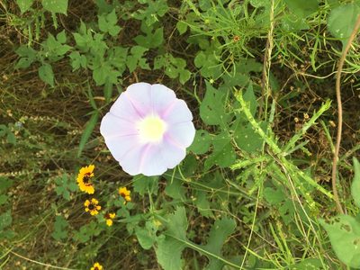Ipomoea lindheimeri, photographed by Mark Wilson