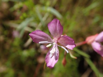 Clarkia modesta, photographed by joergmlpts
