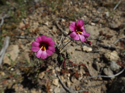 Erythranthe diffusa, photographed by Amy