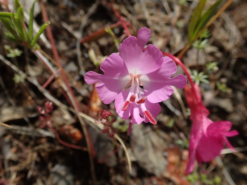 Clarkia breweri, photographed by joergmlpts