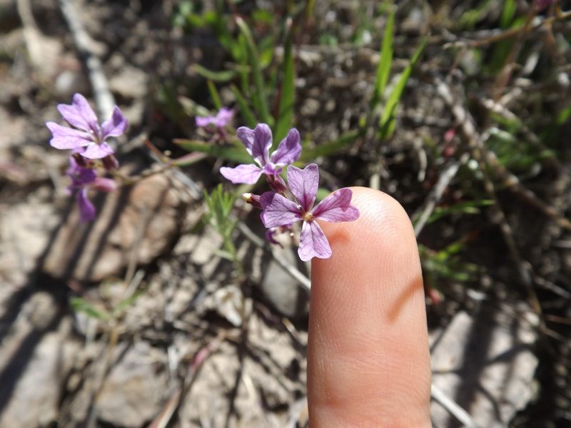 Streptanthus hammittii, photographed by Amy