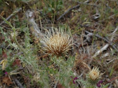 Cirsium cymosum, photographed by joergmlpts