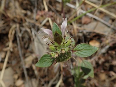 Acanthomintha lanceolata, photographed by joergmlpts