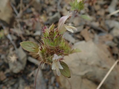 Acanthomintha lanceolata, photographed by joergmlpts