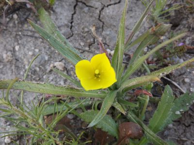 Tetrapteron graciliflorum, photographed by Amy