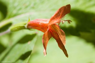 Clinopodium mimuloides, photographed by Ken-ichi Ueda