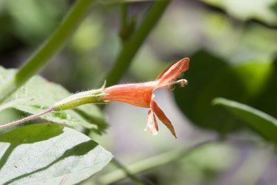 Clinopodium mimuloides, photographed by Ken-ichi Ueda