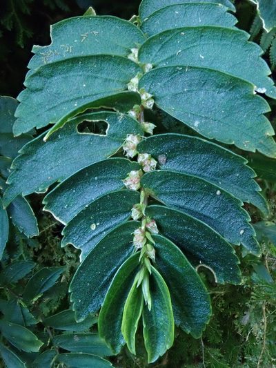 Elatostema hookerianum, photographed by Nolan Exe