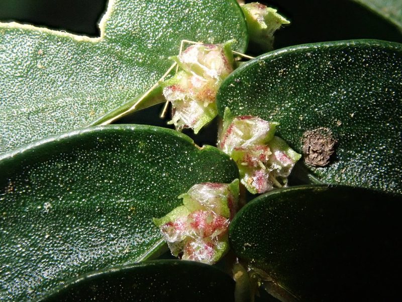Elatostema hookerianum, photographed by Nolan Exe