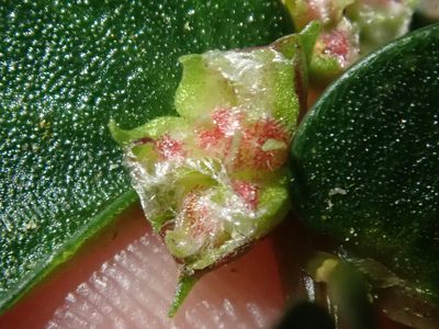 Elatostema hookerianum, photographed by Nolan Exe